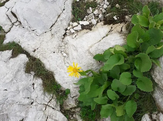 Apartma Manfreda Διαμέρισμα Bovec